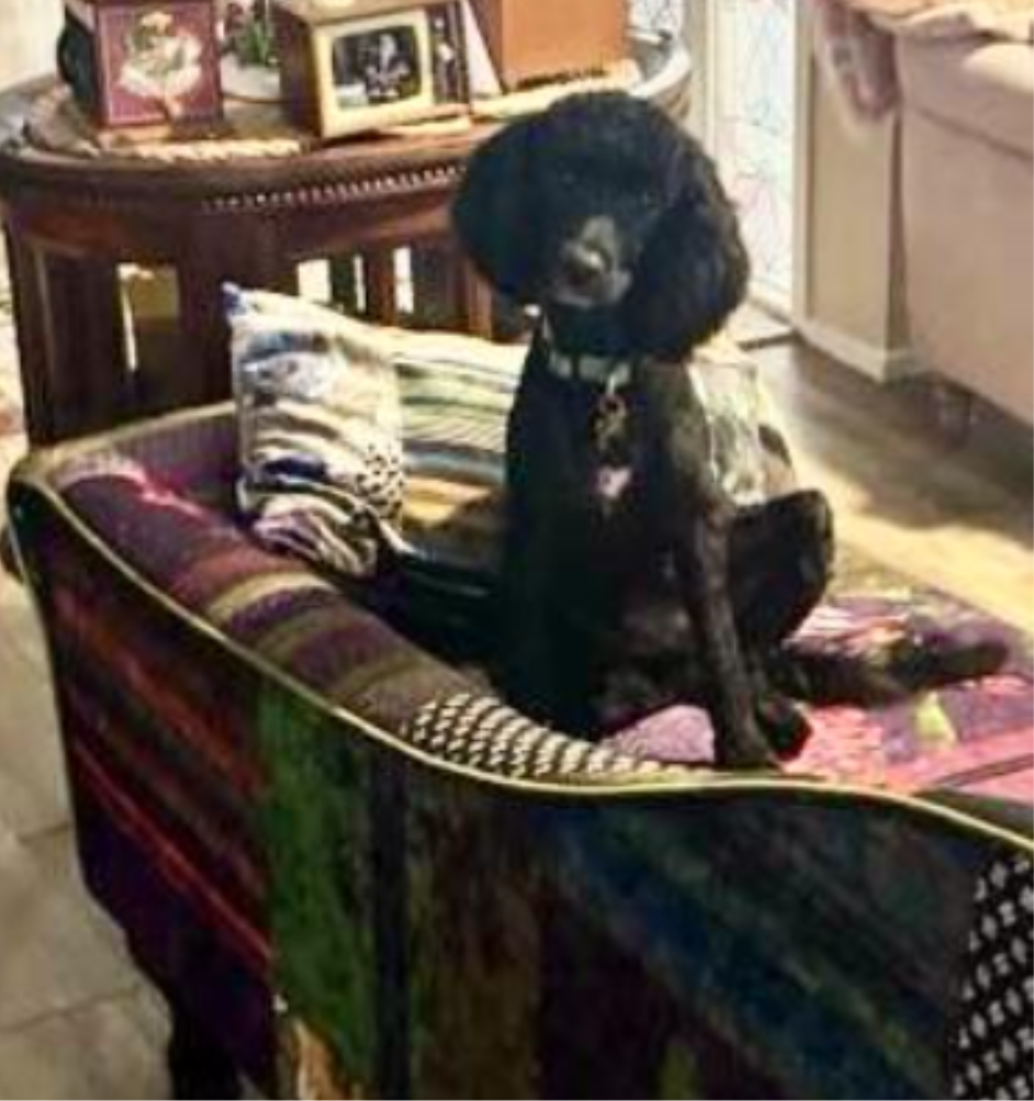 OUR DOGS ARE EACH MY BLESSING DURING MELTDOWNS